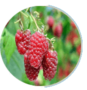 raspberry
